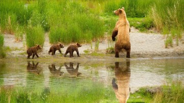 Familia de osos cerca del río en pintura primaveral de fotos a arte Pinturas al óleo